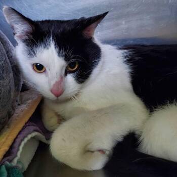 Domestic Short Hair Cats Available for Adoption - Jonathan Taylor Thomas | PetCurious