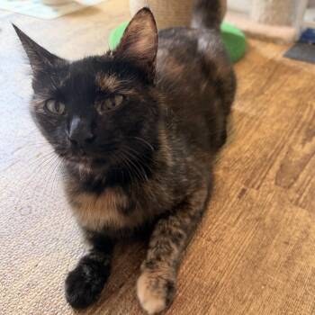 Domestic Short Hair Cats Available for Adoption in Brownsboro, Alabama - Raven | PetCurious
