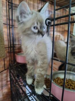 Stormy T -  Siamese Cat for Adoption in New Braunfels, Texas - Stormy T | PetCurious