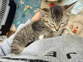 Domestic Short Hair Cats Available for Adoption in Hazlet, New Jersey - Tulip | PetCurious