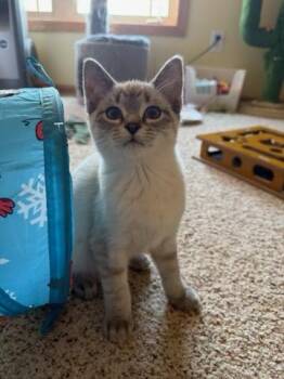 Darwin -  Siamese Cat for Adoption in Blaine, Minnesota - Darwin | PetCurious
