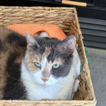 Quinn -  Calico and Domestic Short Hair Cat for Adoption in Crown Point, Indiana - Quinn | PetCurious