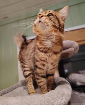 Rescue Domestic Medium Hair Cats for Adoption in Little Mountain, South Carolina - Owen - BARN CAT | PetCurious