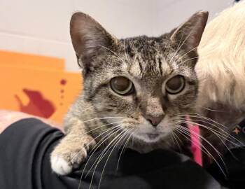 Smoothie -  Domestic Short Hair Cat for Adoption in Columbus, Indiana - Smoothie | PetCurious