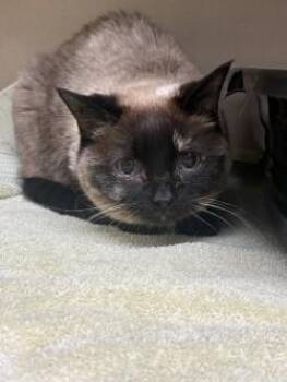 Domestic Short Hair Cats Available for Adoption in Longmont, Colorado - Bunny | PetCurious