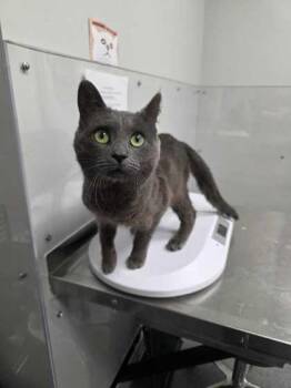 Domestic Short Hair Cats Available for Adoption in Sevierville, Tennessee - Nikolai | PetCurious