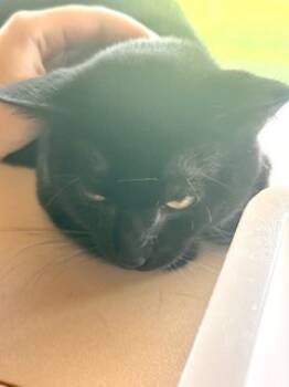 Rescue Domestic Short Hair Cats for Adoption in Leander, Texas - Okie | PetCurious