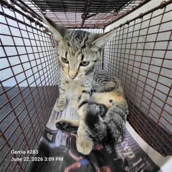PATRICIO -  Domestic Short Hair Cat for Adoption in San Antonio, Texas - PATRICIO | PetCurious