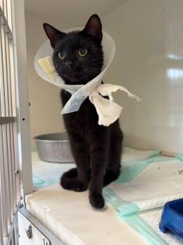 Midnite -  Domestic Short Hair Cat for Adoption in Warren, Pennsylvania - Midnite | PetCurious
