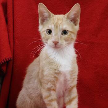 Socks -  Domestic Short Hair Cat for Adoption in Saint Charles, Missouri - Socks | PetCurious