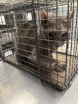 CANDY CRUSH -  Domestic Short Hair Cat for Adoption in Las Vegas, Nevada - CANDY CRUSH | PetCurious