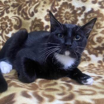 Trick -  Domestic Short Hair Cat for Adoption in Brea, California - Trick | PetCurious