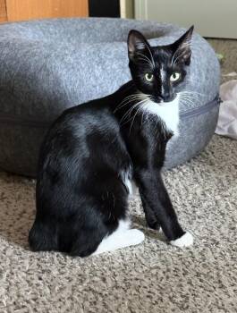 Bobbie -  Domestic Short Hair and American Bobtail Cat for Adoption in Mt. Juliet, Tennessee - Bobbie | PetCurious