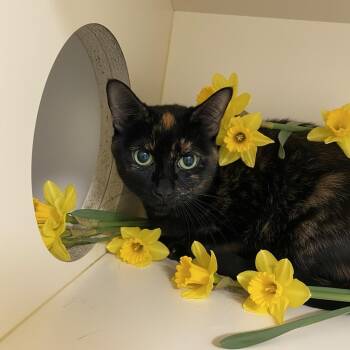 Domestic Short Hair Cats Available for Adoption - Bethany | PetCurious