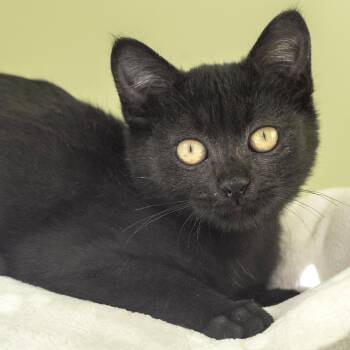 Sally -  Domestic Short Hair Cat for Adoption in Pontiac, Michigan - Sally | PetCurious