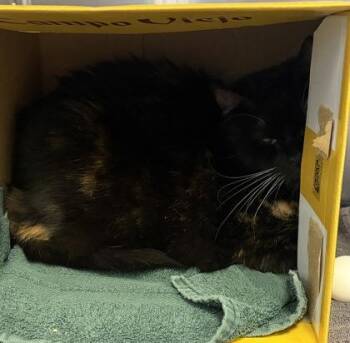 Lexi -  Domestic Short Hair Cat for Adoption in West Chester, Pennsylvania - Lexi | PetCurious