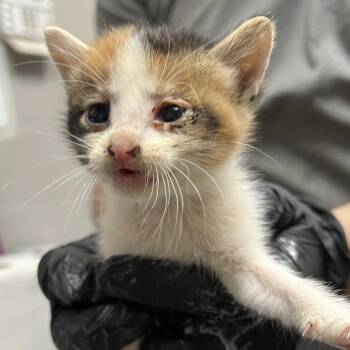 Domestic Short Hair Cats Available for Adoption in Lufkin, Texas - Dumpling | PetCurious