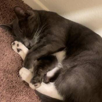 Smokey -  Domestic Short Hair Cat for Adoption in Riverside, California - Smokey | PetCurious