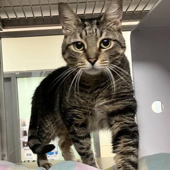 Ava -  Domestic Short Hair Cat for Adoption in Briarcliff Manor, New York - Ava | PetCurious