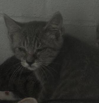 Totter -  Domestic Short Hair Cat for Adoption in Des Moines, Iowa - Totter | PetCurious