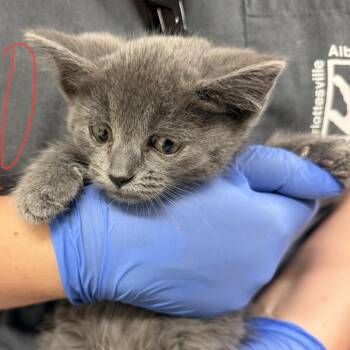 Olive Oil -  Domestic Short Hair Cat for Adoption in Charlottesville, Virginia - Olive Oil | PetCurious