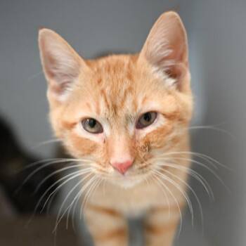 Mitu -  Domestic Short Hair Cat for Adoption in Des Moines, Iowa - Mitu | PetCurious