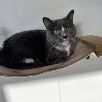 Rescue Domestic Short Hair Cats for Adoption in Wichita, Kansas - Socks | PetCurious