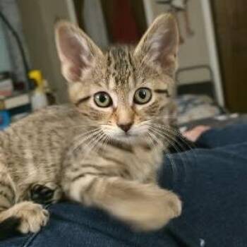 Mae -  Domestic Short Hair Cat for Adoption in Belleville, Illinois - Mae | PetCurious