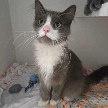 Magenta -  Domestic Short Hair Cat for Adoption in Dearborn, Michigan - Magenta | PetCurious