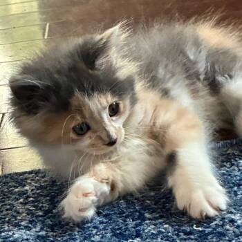 Joan -  Domestic Short Hair Cat for Adoption in Franklin, Tennessee - Joan | PetCurious