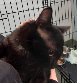 Lady Long Tail -  Domestic Short Hair Cat for Adoption in Rehoboth, Massachusetts - Lady Long Tail | PetCurious