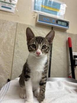 Nelson -  Domestic Short Hair Cat for Adoption in Honolulu, Hawaii - Nelson | PetCurious