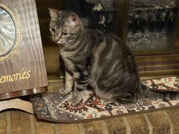 Rescue Domestic Short Hair Cats for Adoption in Fort Worth, Texas - Miss Merryhill | PetCurious