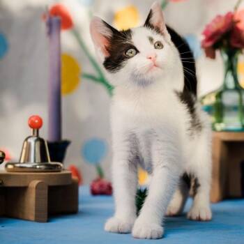 Amber Kreft-Gutierrez -  Domestic Short Hair Cat for Adoption in Morrison, Colorado - Amber Kreft-Gutierrez | PetCurious