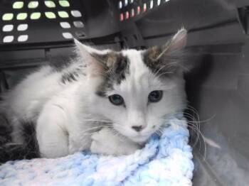 Domestic Long Hair Cats Available for Adoption in Omaha, Nebraska - ZANZIBAR | PetCurious