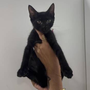 Libby -  Domestic Short Hair Cat for Adoption in Clearwater, Florida - Libby | PetCurious