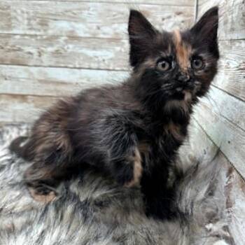 Jo -  Domestic Medium Hair Cat for Adoption in Lexington, Kentucky - Jo | PetCurious