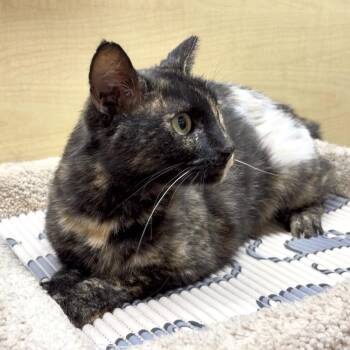Domestic Short Hair Cats Available for Adoption in Panama City, Florida - Silverback | PetCurious