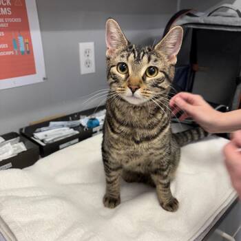 Kitty -  Domestic Short Hair Cat for Adoption in Spokane, Washington - Kitty | PetCurious