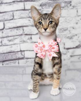 Angie - LOVES dogs -  Torbie and Domestic Short Hair Cat for Adoption in Tuscaloosa, Alabama - Angie - LOVES Dogs | PetCurious