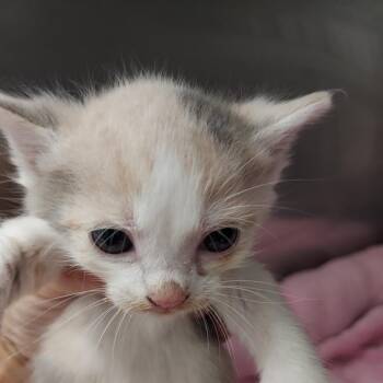Cinnamon -  Domestic Short Hair Cat for Adoption in Jeffersonville, Indiana - Cinnamon | PetCurious
