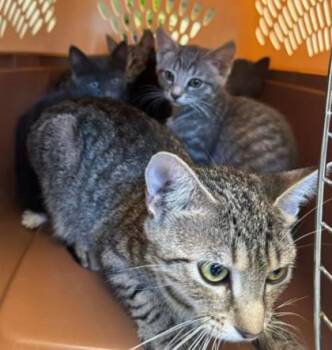 Spruce -  Domestic Short Hair Cat for Adoption in Atlanta, Georgia - Spruce | PetCurious