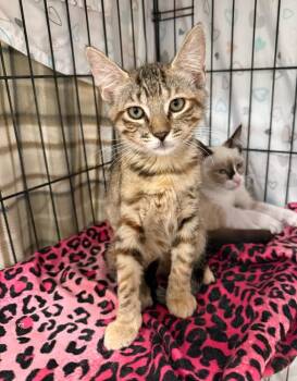 Tabitha -  Tabby Cat for Adoption in Temecula, California - Tabitha | PetCurious
