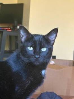 Domestic Short Hair Cats Available for Adoption - Aria | PetCurious