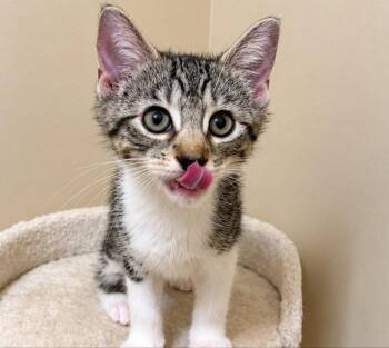 Story -  Tabby Cat for Adoption in Knoxville, Tennessee - Story | PetCurious