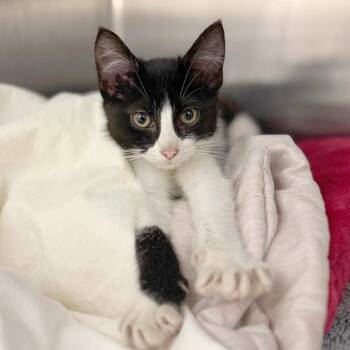 Dollop -  Domestic Short Hair Cat for Adoption in Hendersonville, North Carolina - Dollop | PetCurious