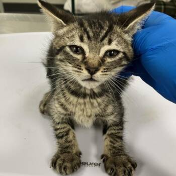 Domestic Short Hair Cats Available for Adoption in Las Cruces, New Mexico - Yoshi | PetCurious