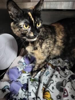 Rescue Domestic Short Hair Cats for Adoption in Spooner, Wisconsin - Siri | PetCurious