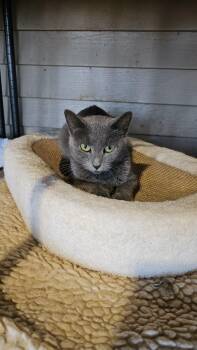 Rescue Domestic Short Hair Cats for Adoption in Pardeeville, Wisconsin - Misty | PetCurious