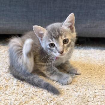 University Scholar 10 -  Domestic Short Hair Cat for Adoption in Austin, Texas - University Scholar 10 | PetCurious